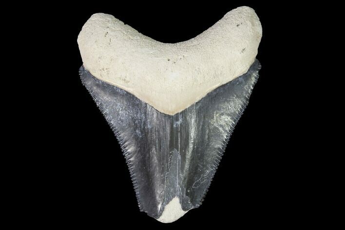 Bargain, Bone Valley Megalodon Tooth - Florida #99840